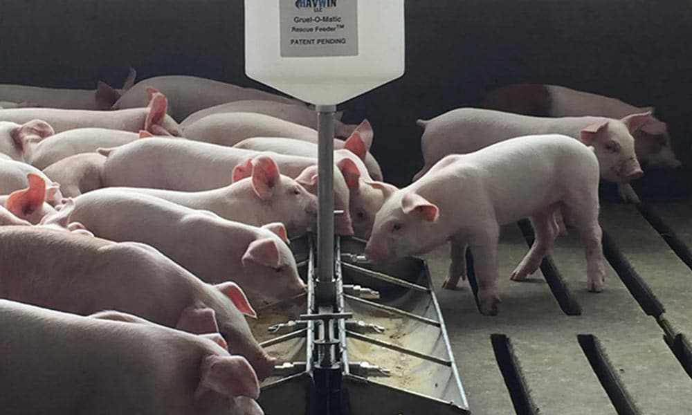 Pigs feeding with HavWin Gruel-O-Matic Pigs feeding with HavWin Gruel-O-Matic Photo