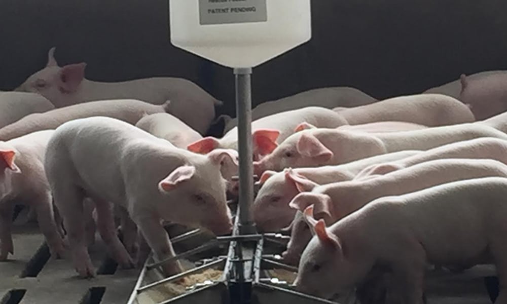 Alternate image Pigs feeding with HavWin Gruel-O-Matic Alternate image Pigs feeding with HavWin Gruel-O-Matic Photo